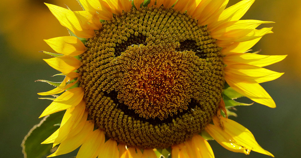 happiness, sunflower, Rebekah's Health & Nutrition